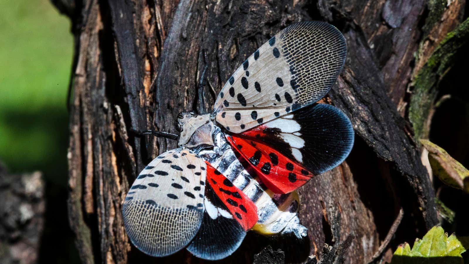A spotted lanternfly up close. (Photo: Matt Rourke, AP)
