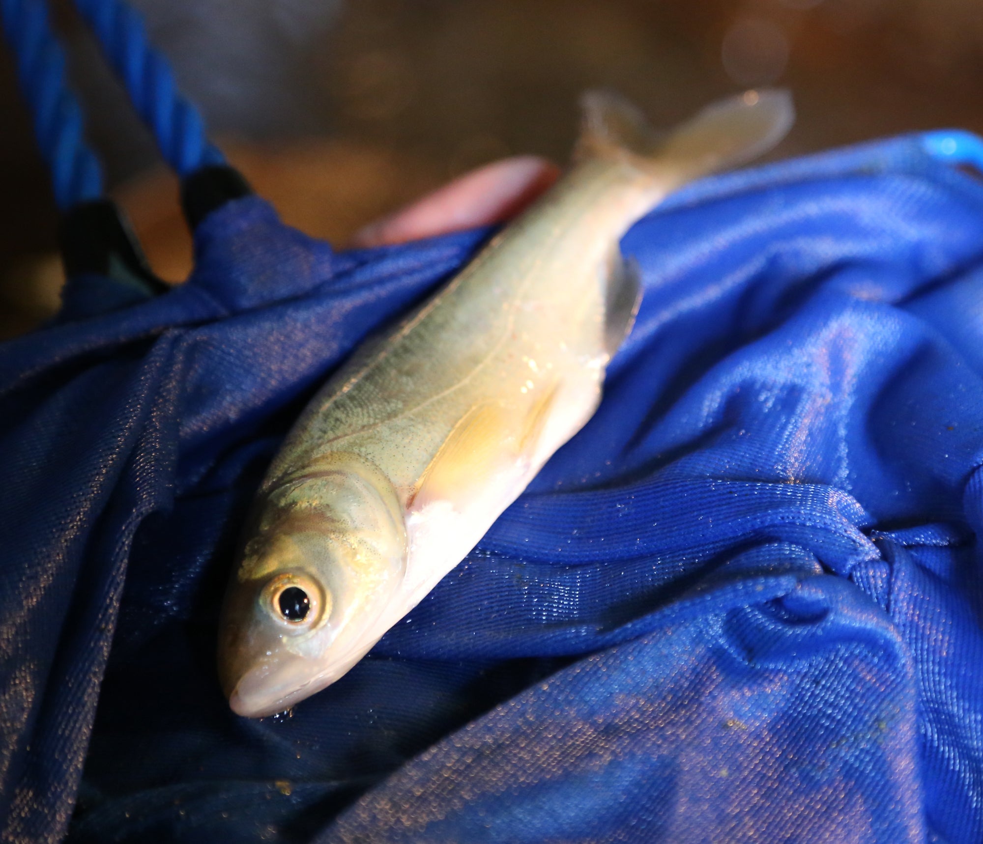 A 1-year-old bighead carp. (Photo: Dennis Anderson/Star Tribune, Getty Images)