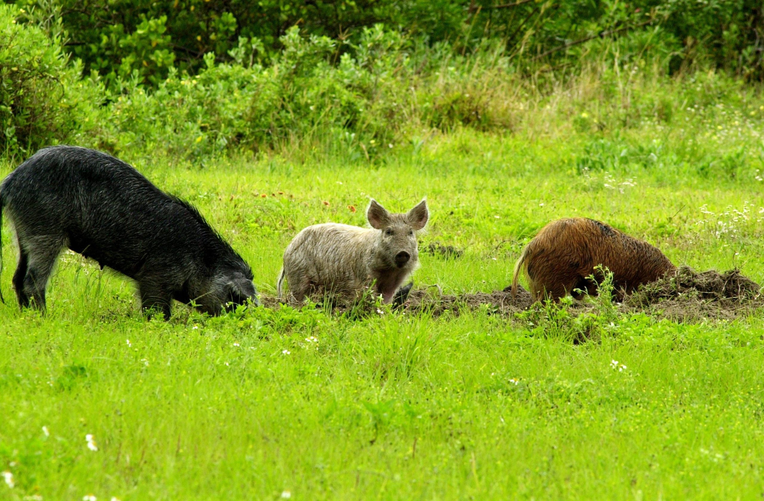 Feral swine damaging pastureland in a 2013 image courtesy of the USDA.  (Photo: Smith Collection/Gado, Getty Images)