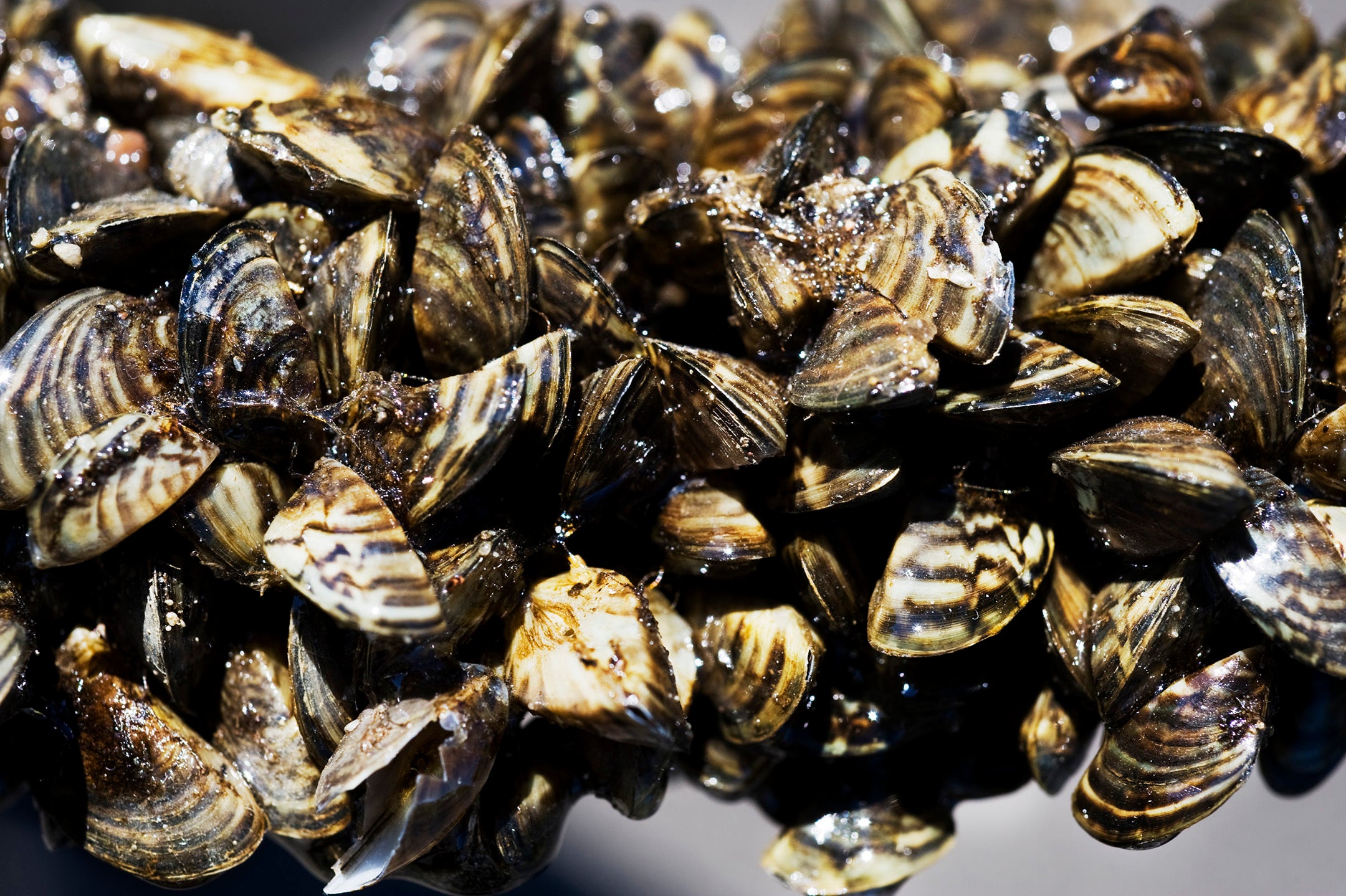 Zebra mussels clustered on a small tree branch. (Photo: David Brewster/Star Tribune via Getty Images, Getty Images)