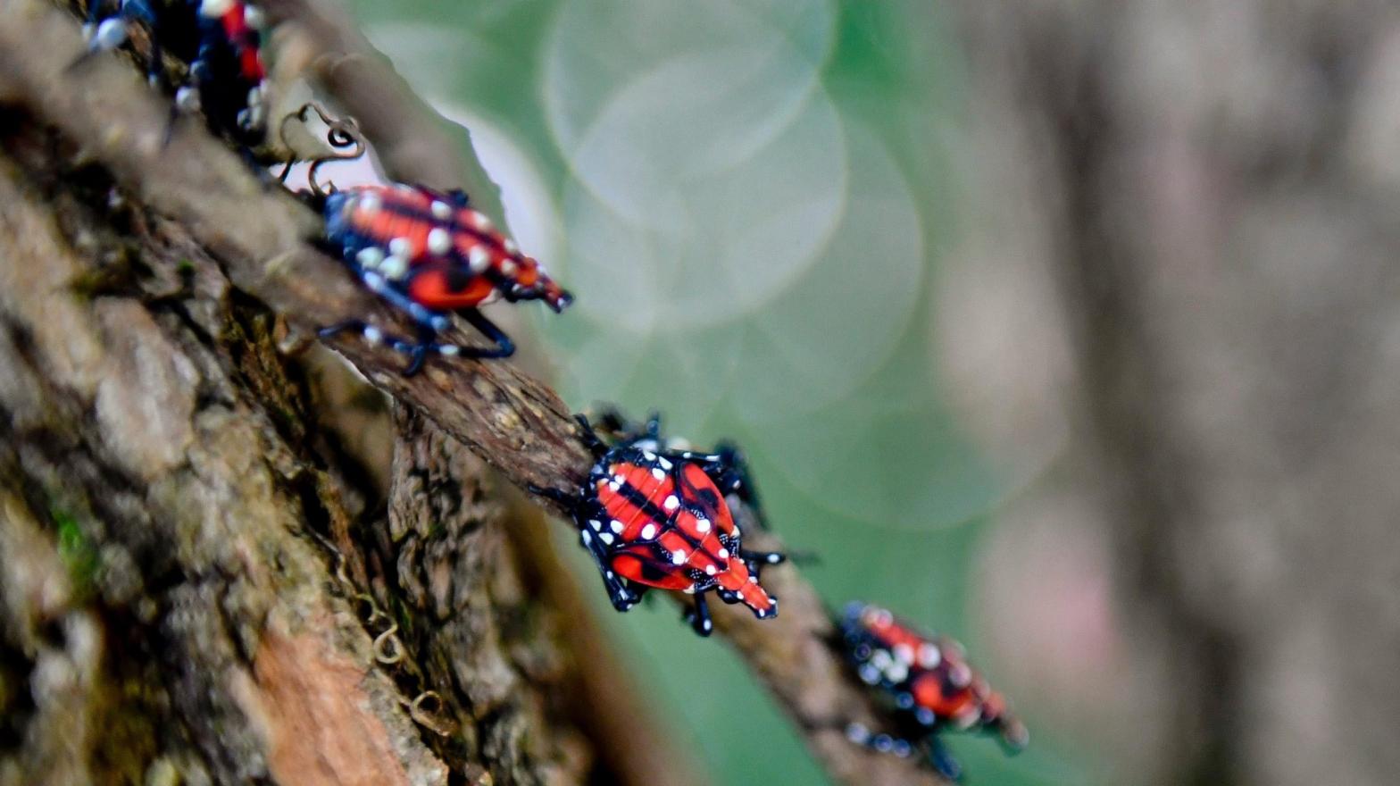 Spotted lantern flies seen in Pennsylvania. (Photo: Ben Hasty/MediaNews Group/Reading Eagle, Getty Images)