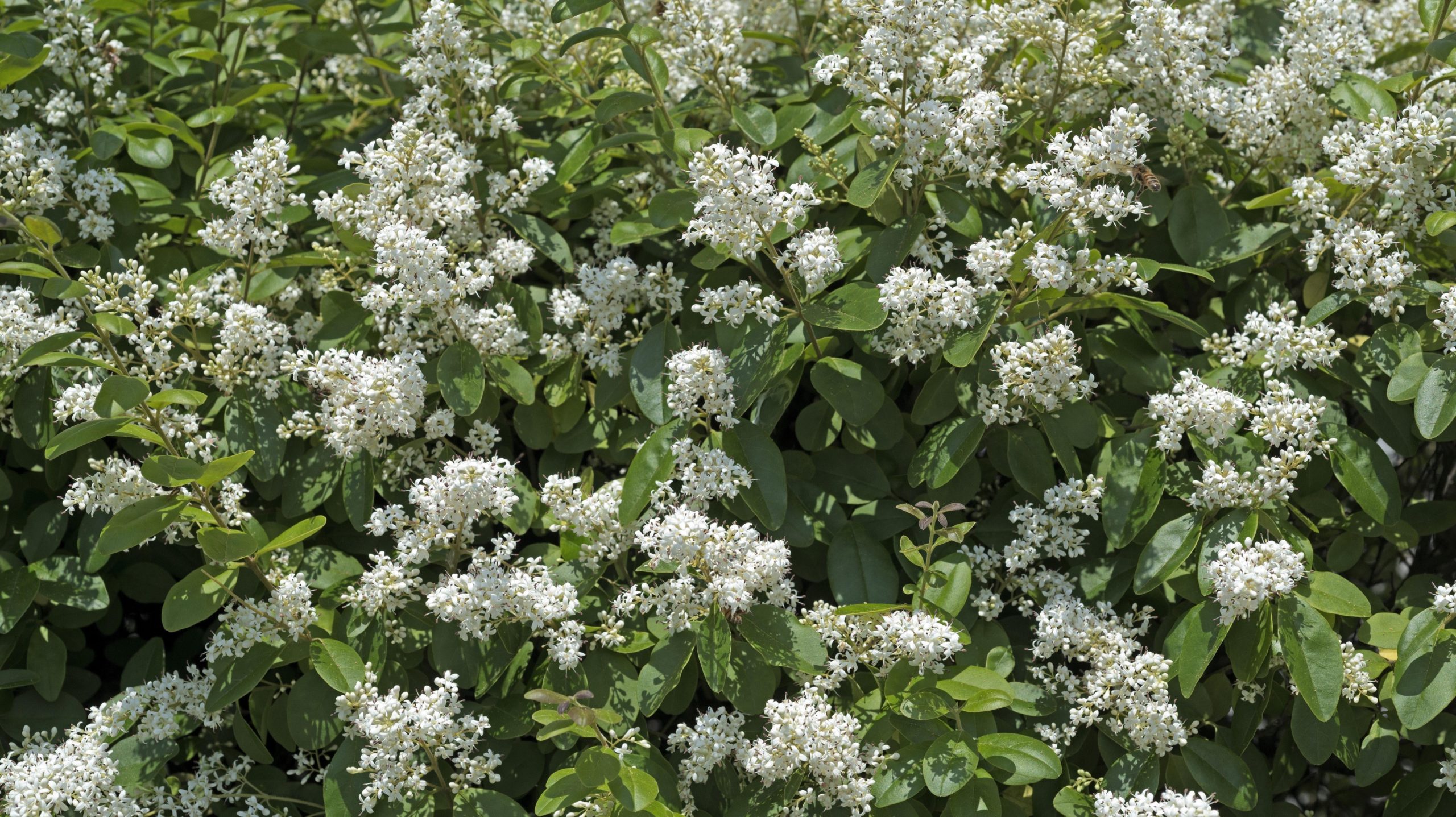 Privet flowers. (Photo: Prisma by Dukas/Universal Images Group, Getty Images)