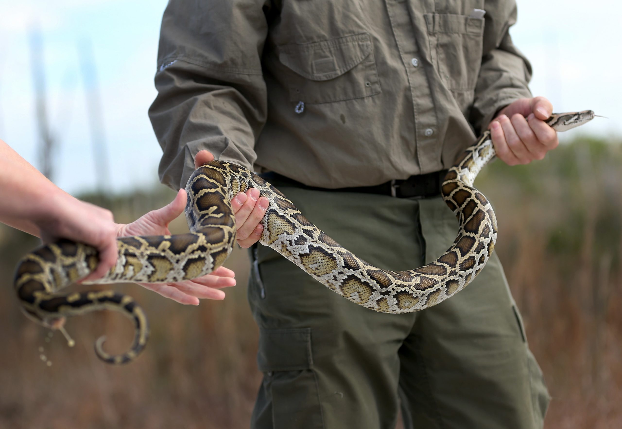  A Burmese Python being held by wildlife experts during a press conference in the Florida Everglades about the non-native species on January 29, 2015 in Miami, Florida.  (Photo: Joe Raedle, Getty Images)