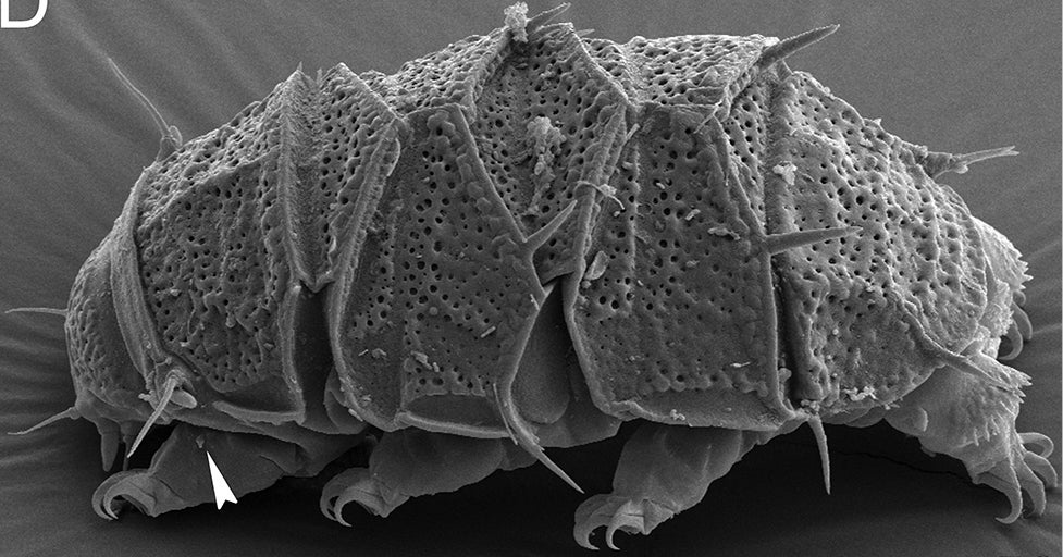 Scientists Tried to Quantum Entangle a Tardigrade