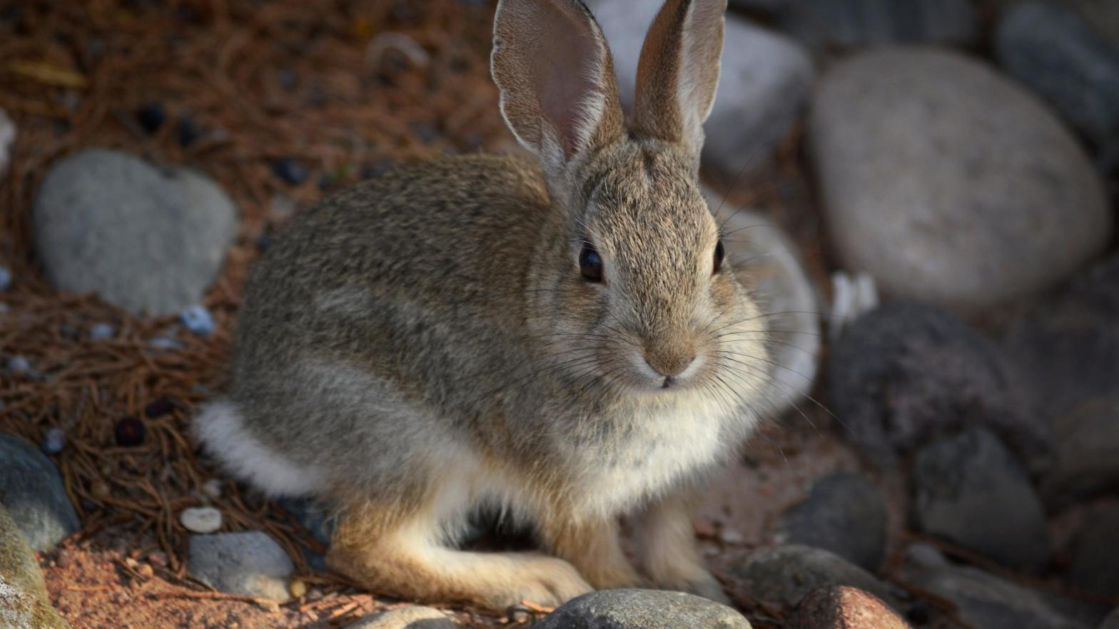 : A young Desert Cottontail rabbit searches for food near Santa Fe, New Mexico. (Photo: Robert Alexander, Getty Images)