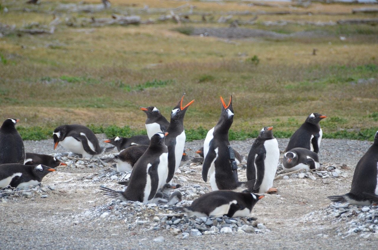 Gentoo penguins on land, including the male with the PenguinCam strapped to his back.  (Photo: Sabrina Harris/WCS)