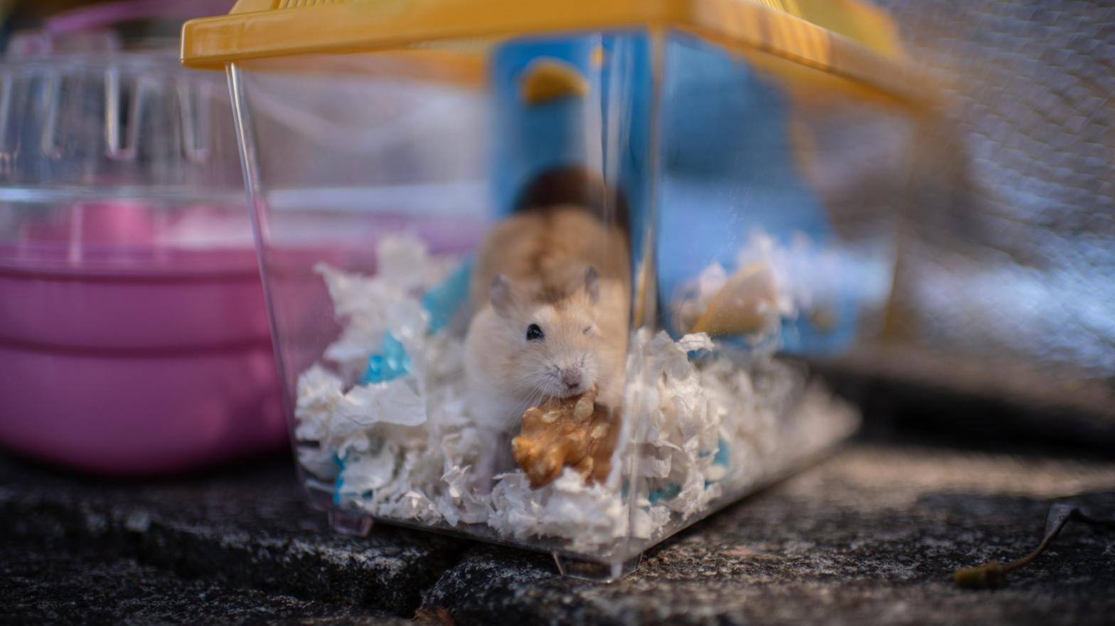 A hamster sits in a cage in Hong Kong on January 20, 2022. (Photo: Louise Delmotte, Getty Images)