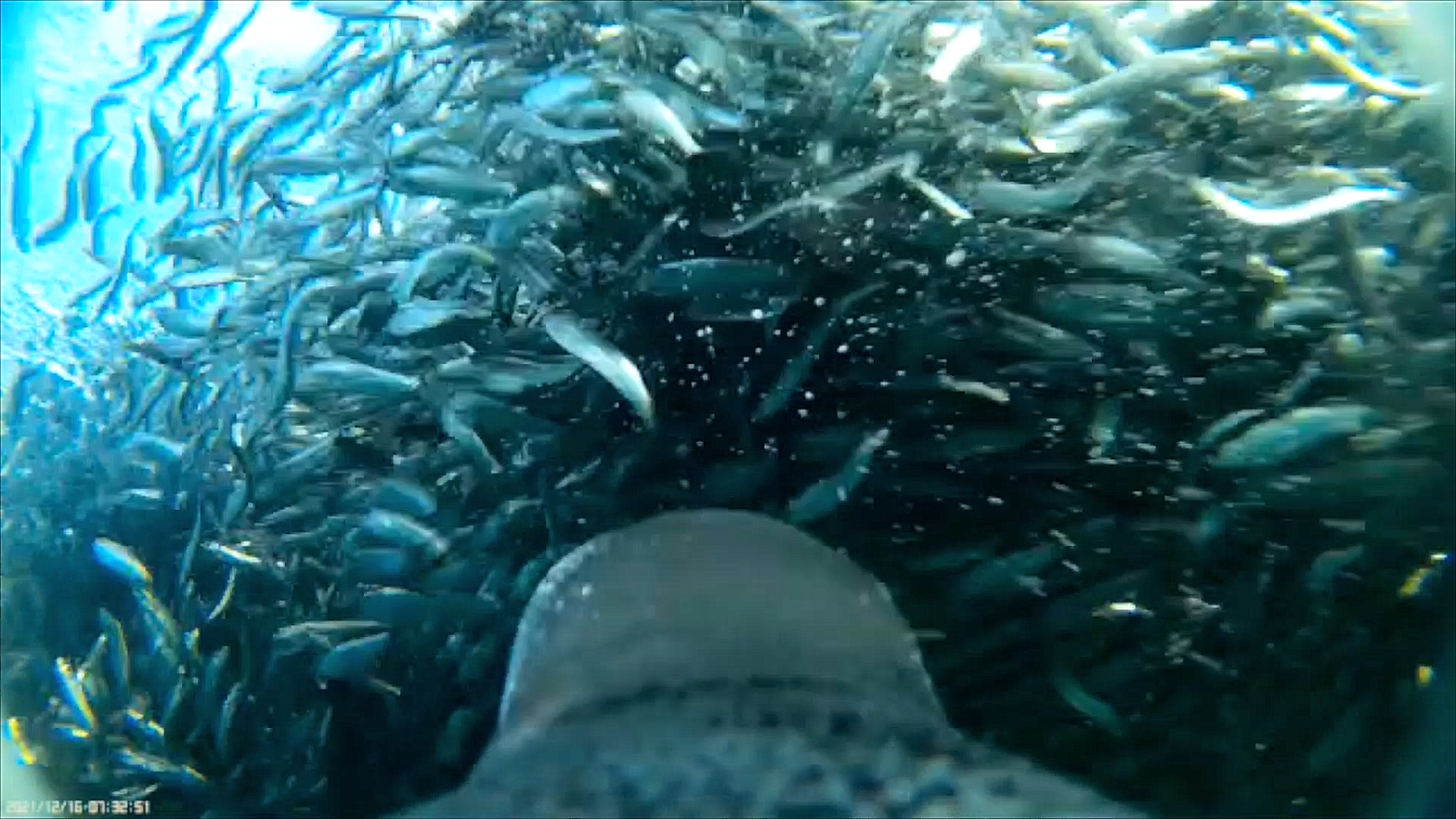 A view of the penguin charging through a shoal of sardines while feeding.  (Image: WCS)