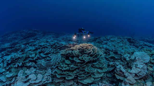 Surreal Coral Rose Garden Discovered Off Tahiti