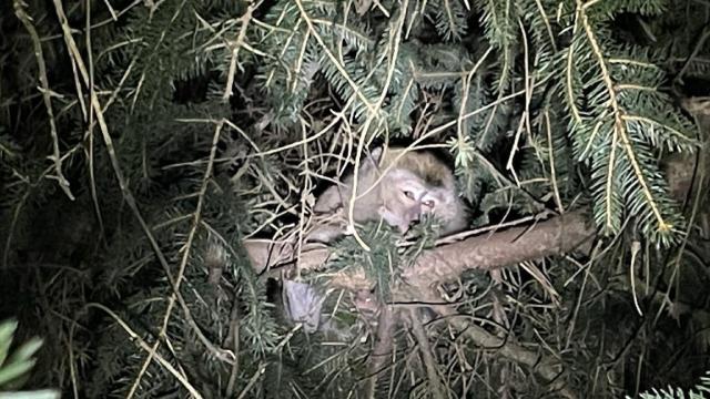 Pennsylvania Police Find Monkeys That Slipped Away After Car Crash on Way to Lab