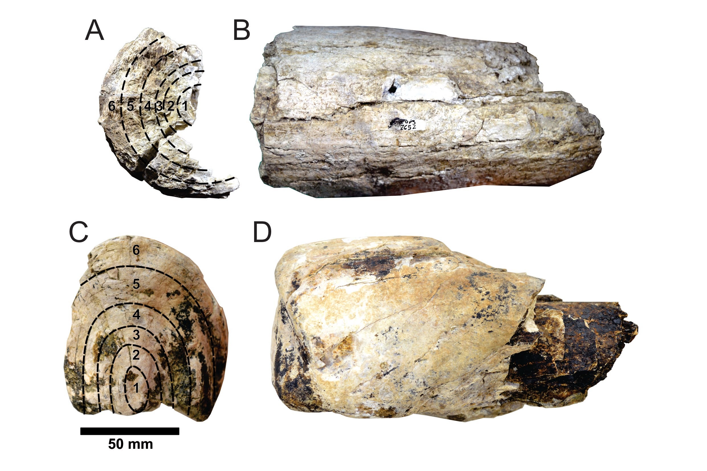 The two partial tusks Mário Dantas and his team sampled for isotopic analyses. (Image: Mário A.T. Dantas)