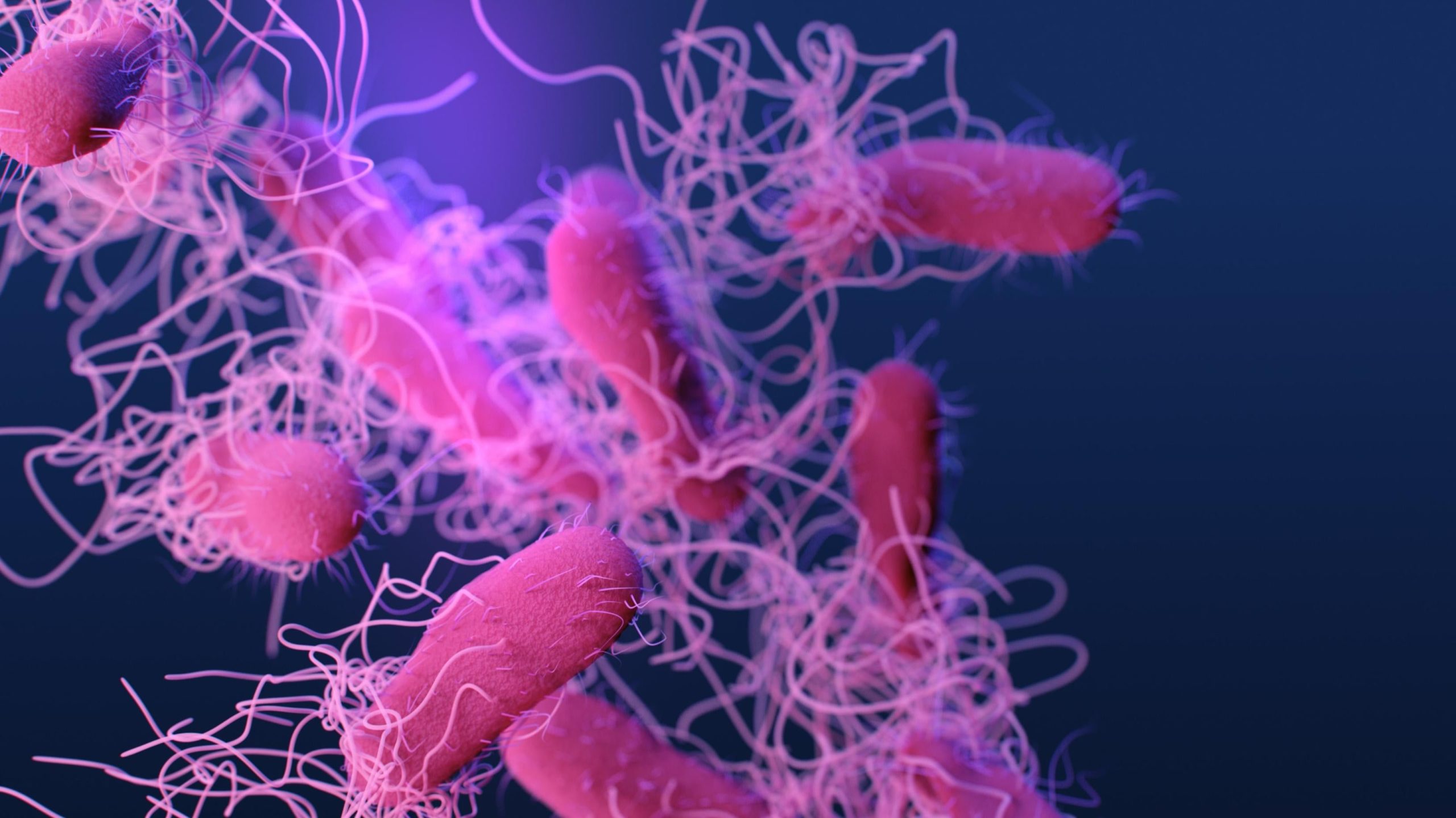 A medical illustration of drug-resistant Salmonella bacteria. (Illustration: CDC/Antibiotic Resistance Coordination and Strategy Unit)
