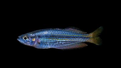How Can Rainbowfish Survive in Australia’s Scorching Desert?