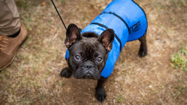 Vets Are Furious About the Latest Designer Dog Trend: Hairless Frenchies