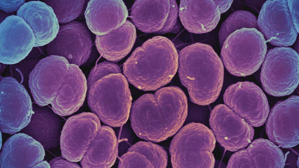  Neisseria gonorrhoeae, the bacteria that cause gonorrhea. (Image: National Institute of Allergy and Infectious Diseases, National Institutes of Health (CC BY-NC 2.0))