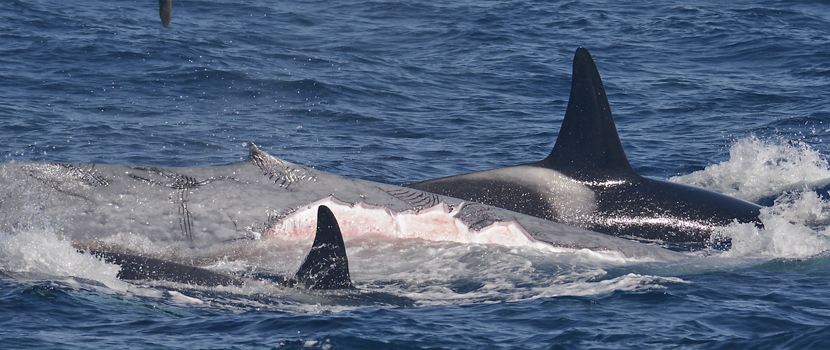 The orcas bit off chunks of skin and blubber from the blue whale.  (Photo: John Daw/Australian Wildlife Journeys)