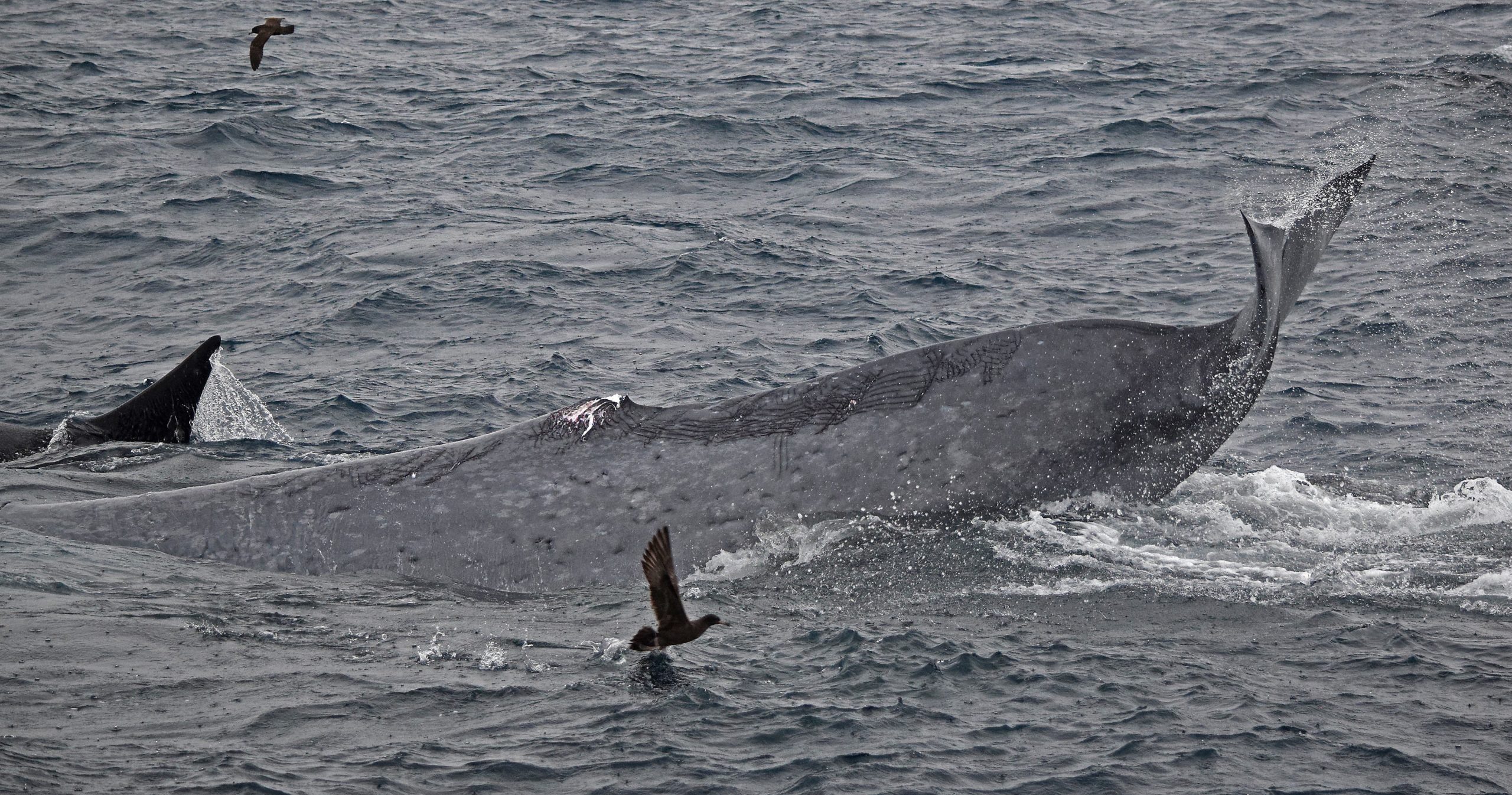 The orcas severed the adult blue whale's dorsal fin.  (Photo: John Totterdell/CETREC WA)
