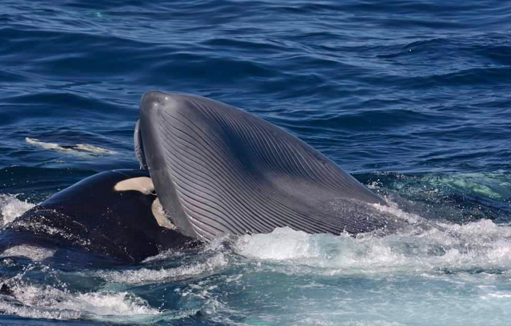 An orca feasting on the blue whale's tongue.  (Photo: John Daw/Australian Wildlife Journeys)