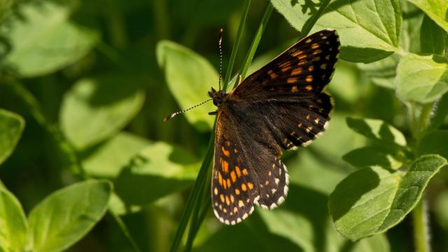 QAnon Conspiracy Theorists Force Butterfly Sanctuary to Shut Down