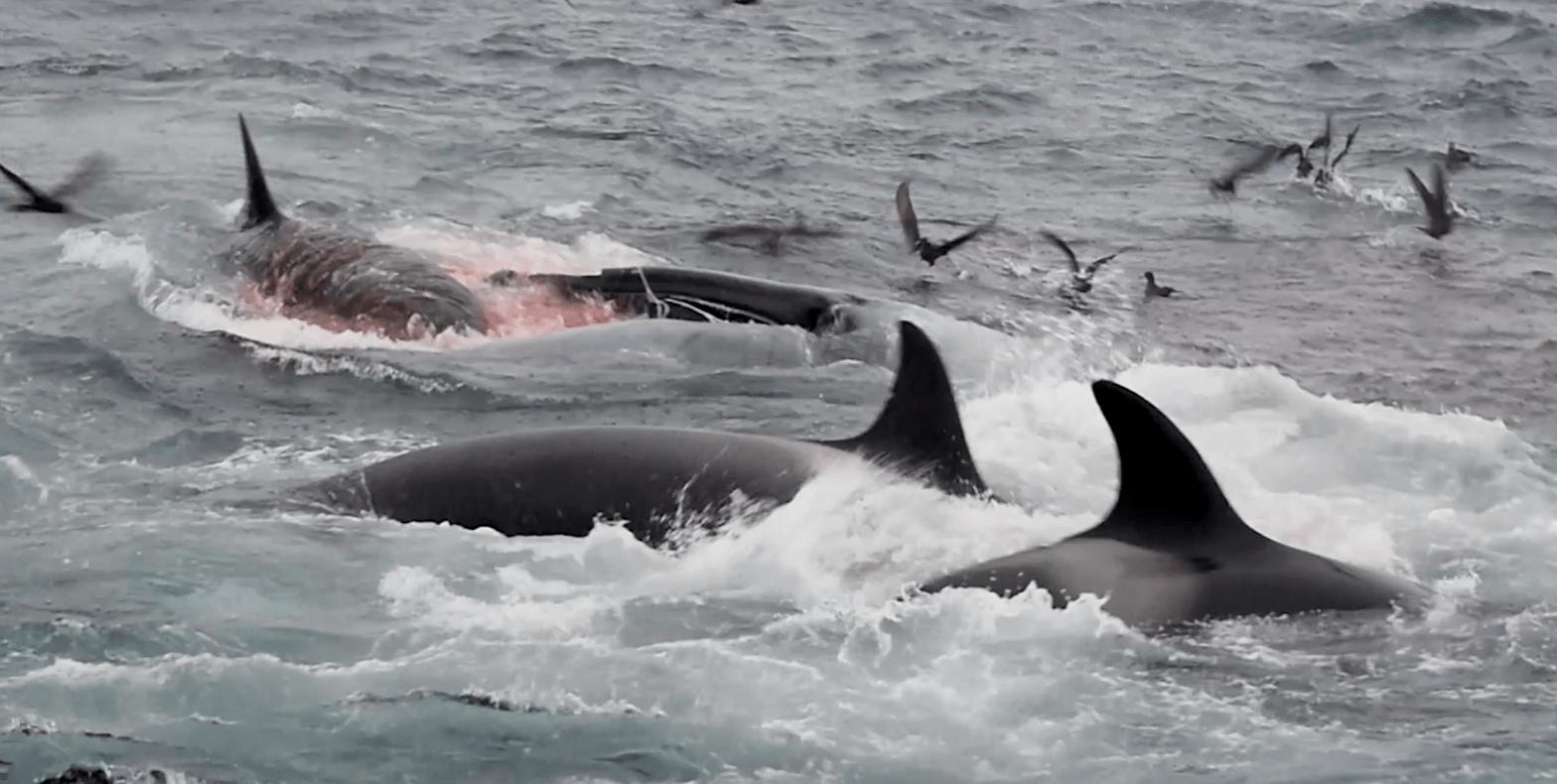 An orca diving into the mouth of a blue whale to feast on its tongue.  (Photo: CETREC WA/Project Orca)