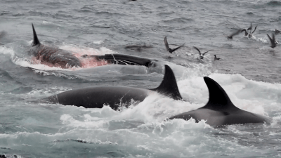 Horrific Observations Confirm That Orcas Feed on Blue Whales