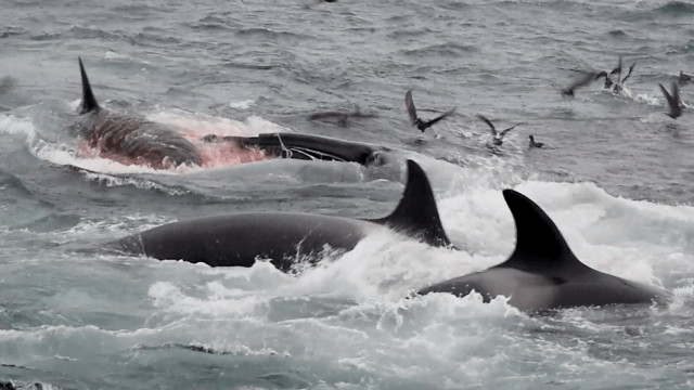 Horrific Observations Confirm That Orcas Feed on Blue Whales