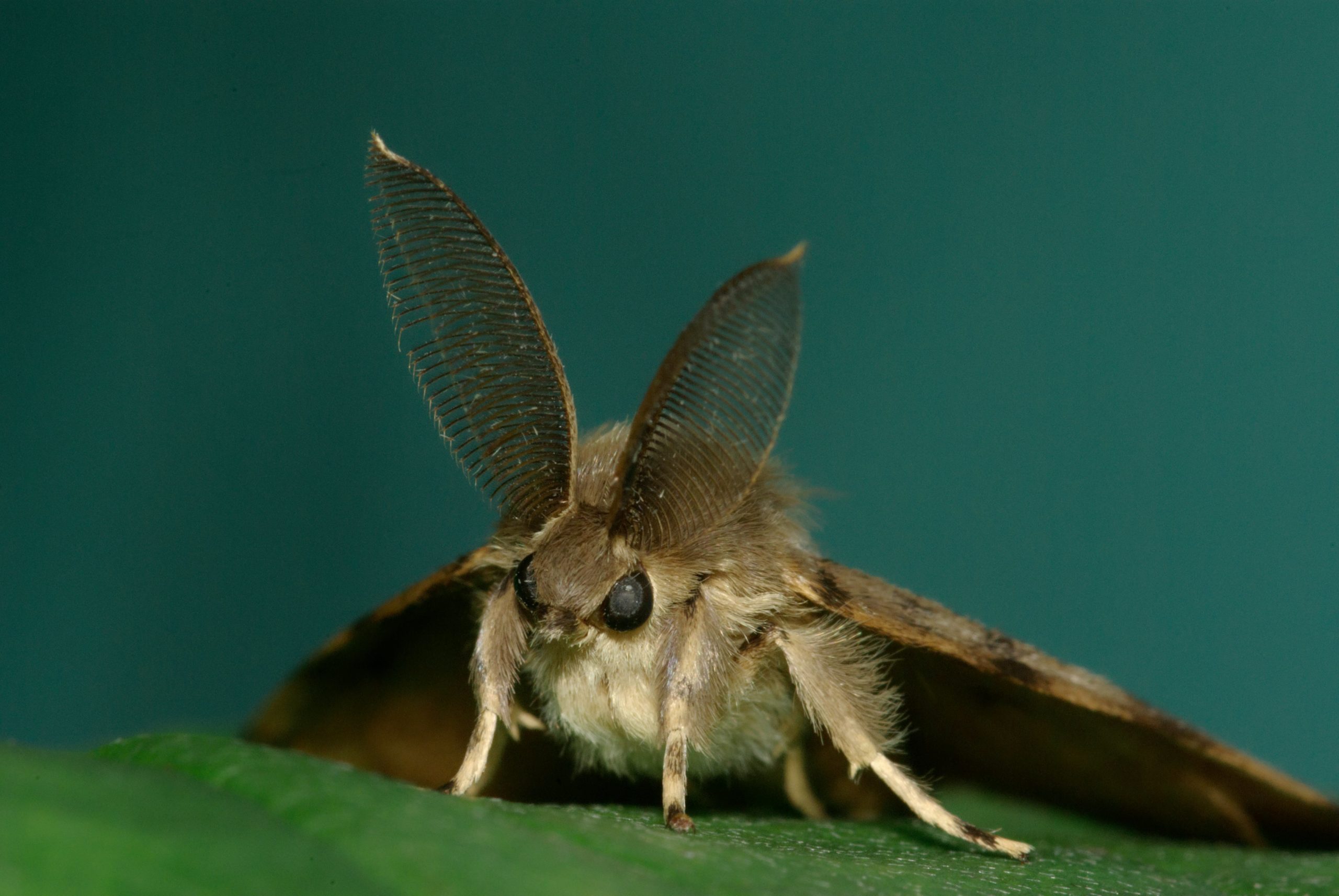 Spongy Moth (Photo: Shutterstock, Shutterstock)