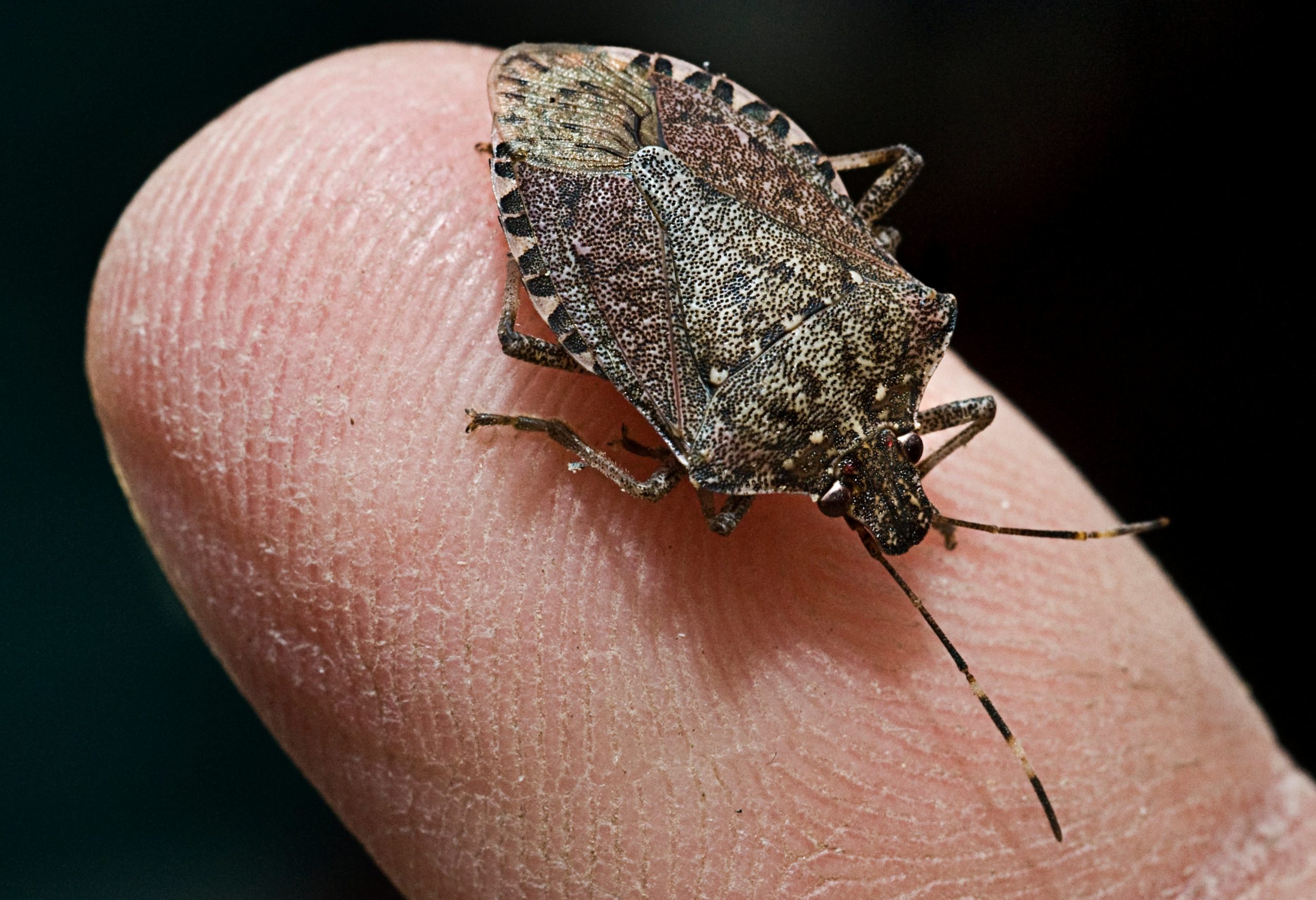 Brown Marmorated Stink Bug (Photo: Katherine Frey/The Washington Post via Getty Image, Getty Images)