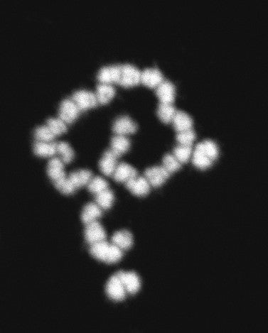 The strange male chromosome of Glyptotermes nakajimai. (Image: University of Sydney)