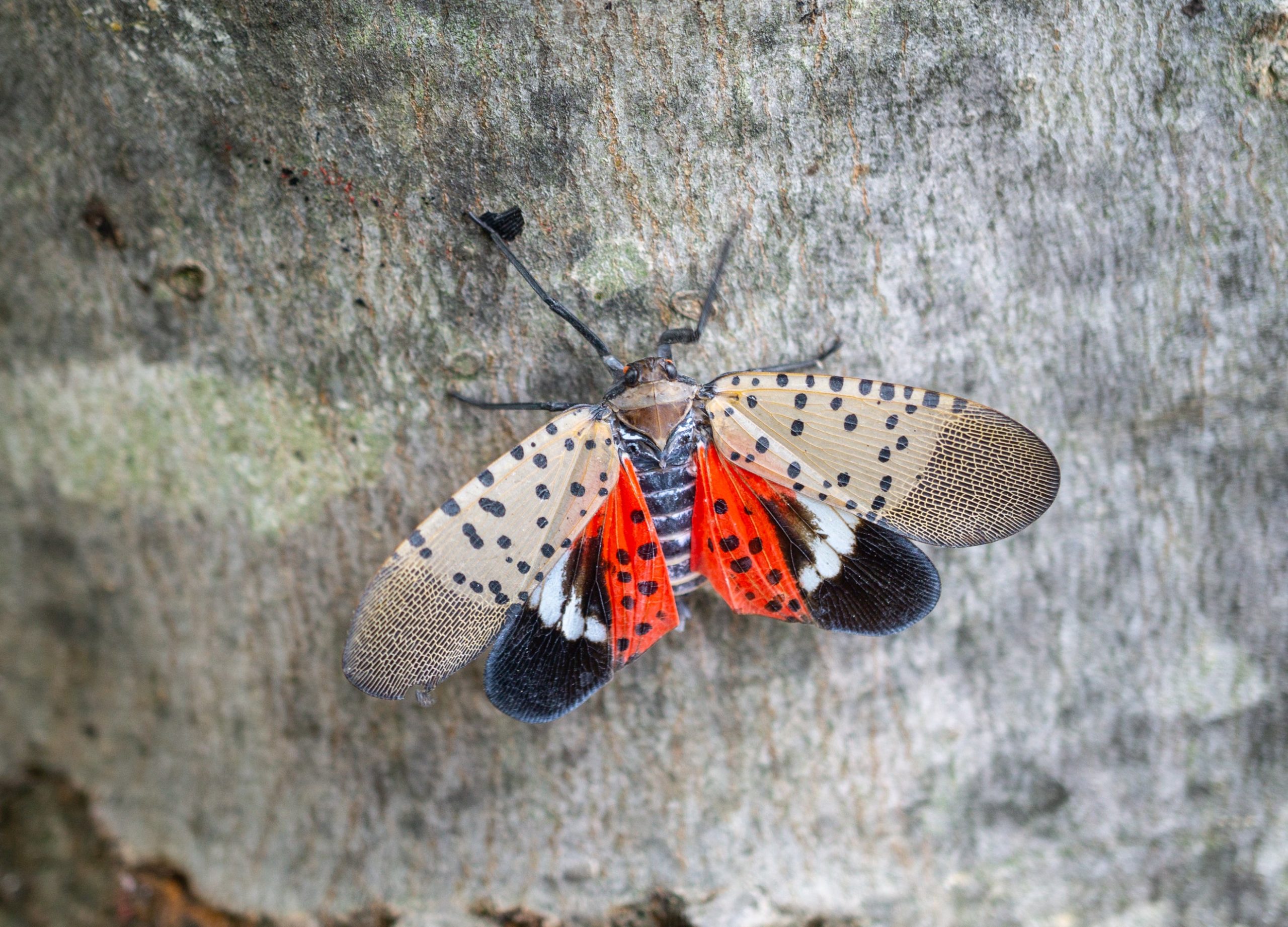 Spotted Lantern Fly (Photo: Shutterstock, Shutterstock)