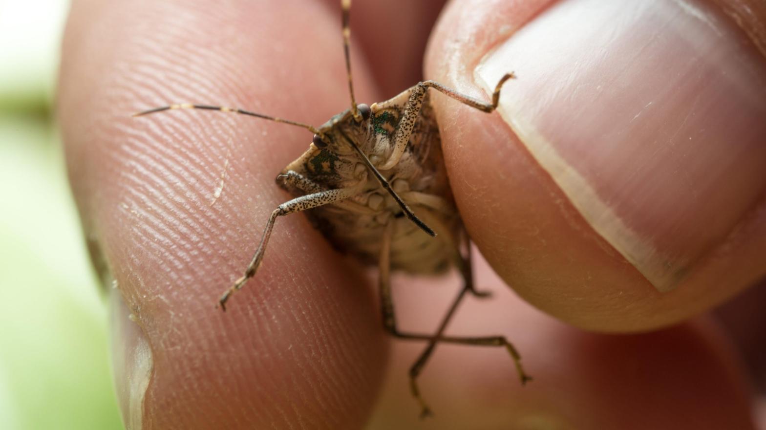 Halyomorpha halys, the brown marmorated stink bug. (Photo: Edwin Remsburg/VW Pics via Getty Images, Getty Images)