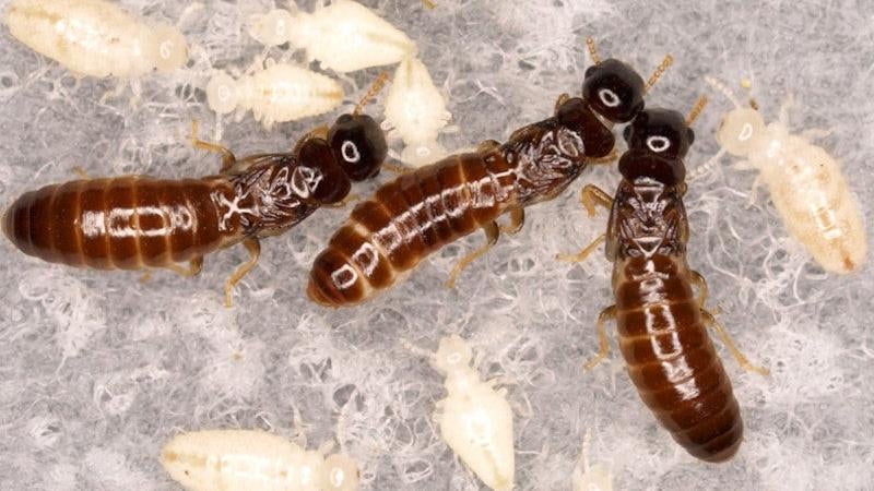 Three members of an all-female termite colony, along with cloned offspring.  (Photo: The University of Sydney)