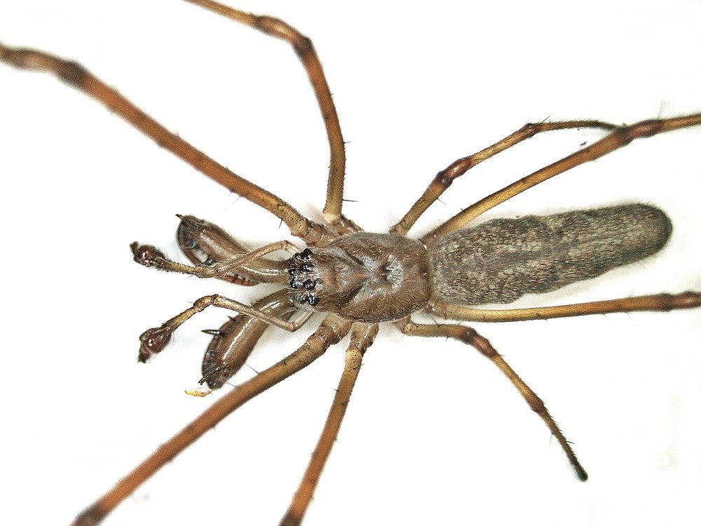 Tetragnatha nigrita, a long-jawed orb weaver species similar to the one encountered on Kooragang Island in 2020. (Photo: B. Schoenmakers, Other)