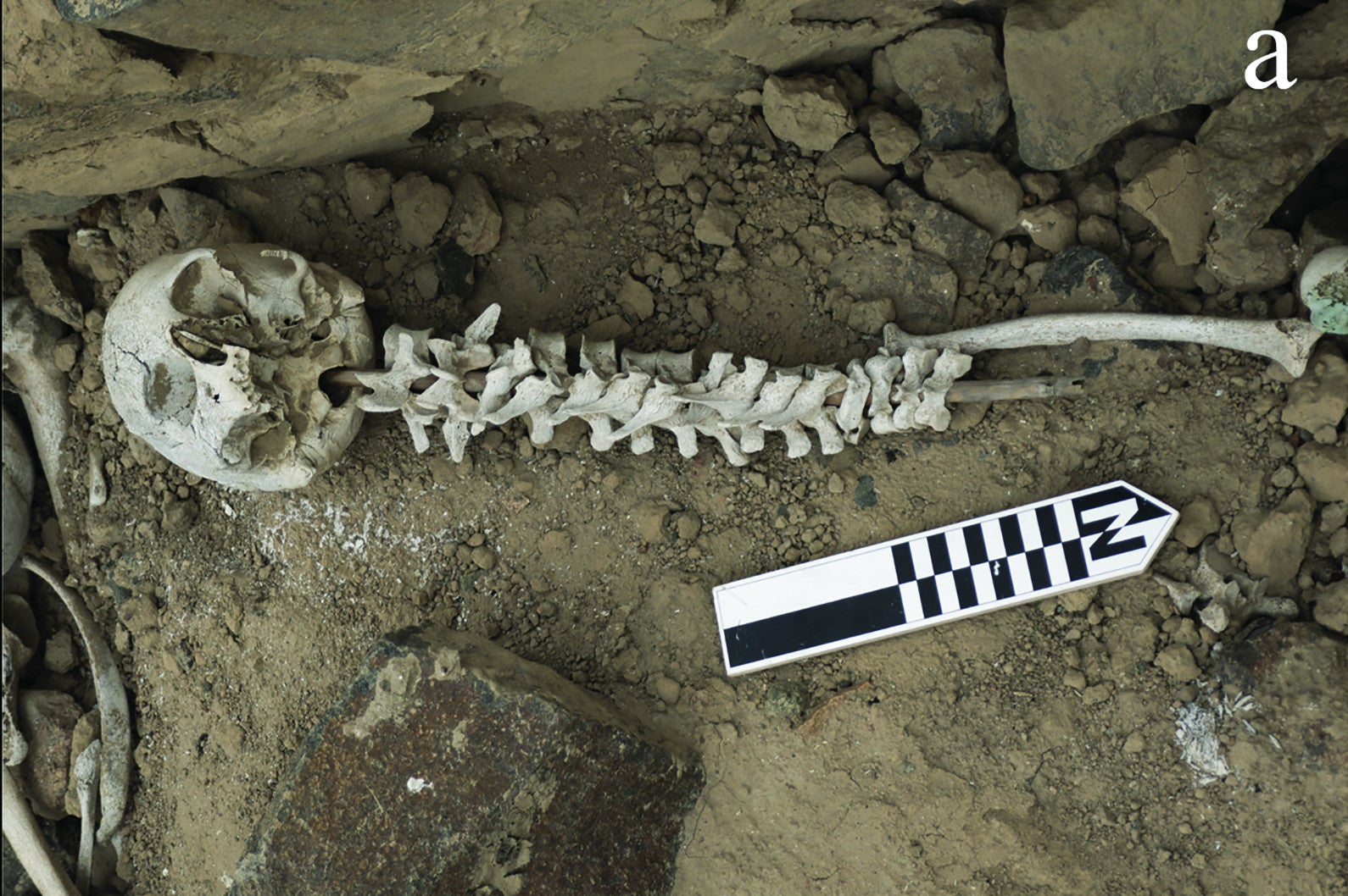 Human Spines Threaded Onto Posts Found at 500-Year-Old Burial Site in Peru
