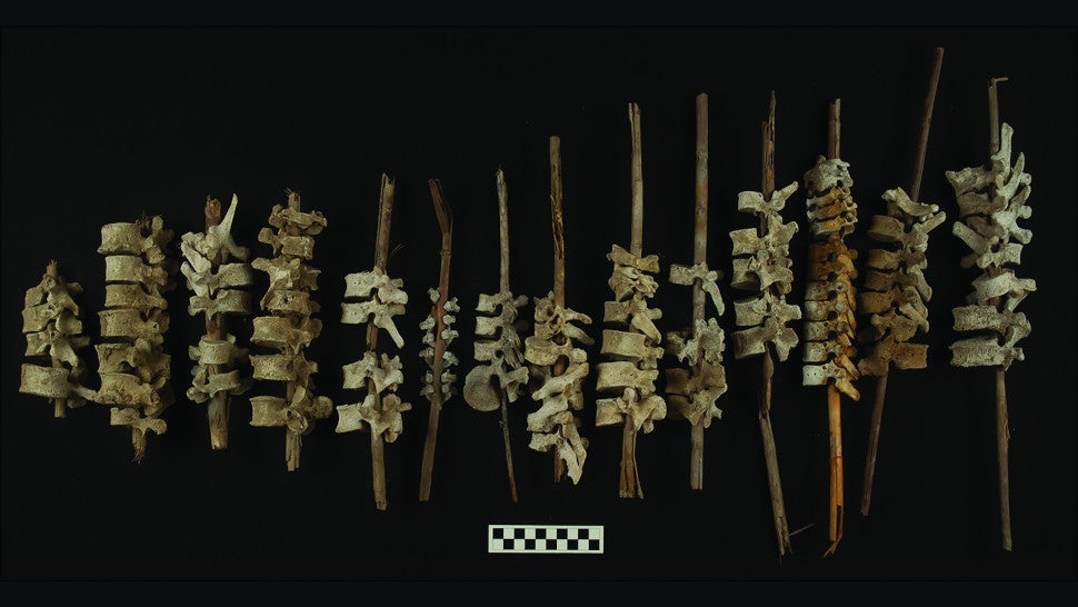 A sampling of the 192 vertebrae-on-posts found in southern Peru.  (Image: J. L. Bongers et al., 2022/Antiquity)