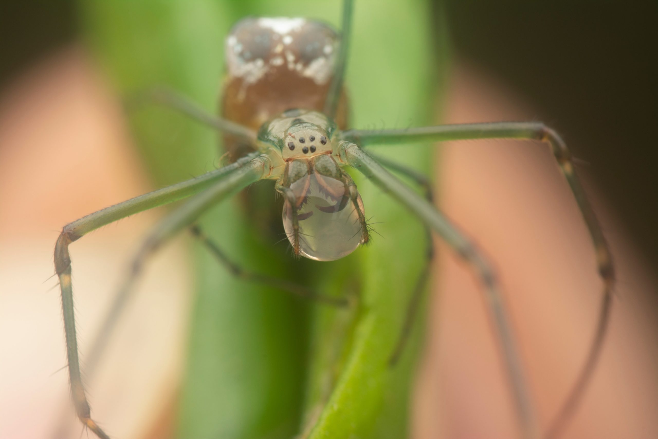 A long-jawed spider holding a droplet of water in its mouthparts. (Photo: Young Swee Ming, Shutterstock)