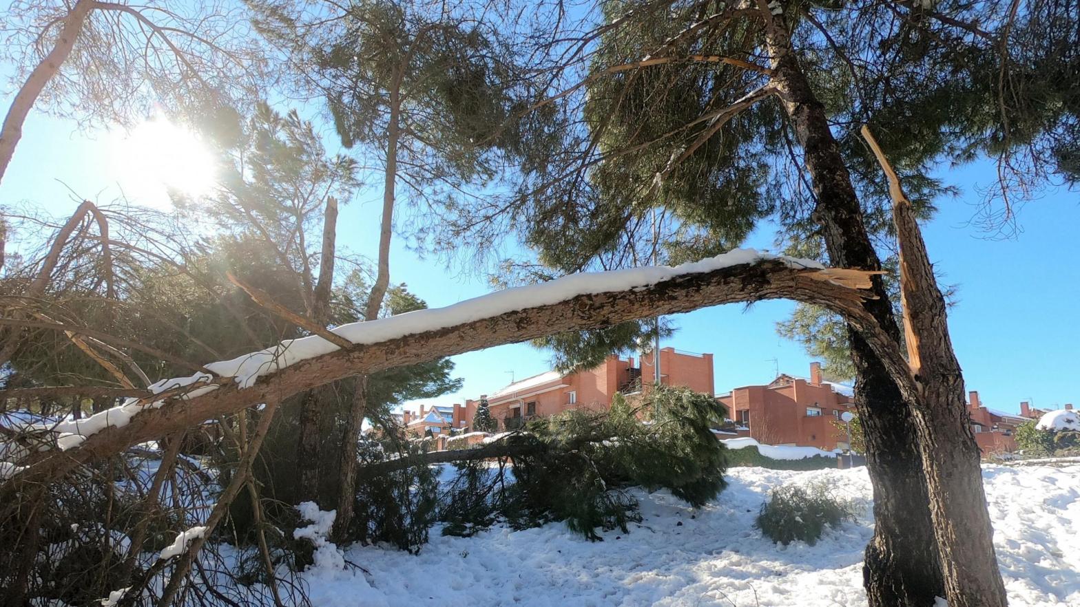 Fallen trees and branches at a public park on January 11, 2021, in Majadahona, Madrid, Spain (Photo: Miguel Pereira, Getty Images)