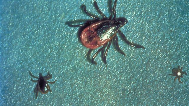 Pennsylvania May Have a Big Tick Problem on Its Hands