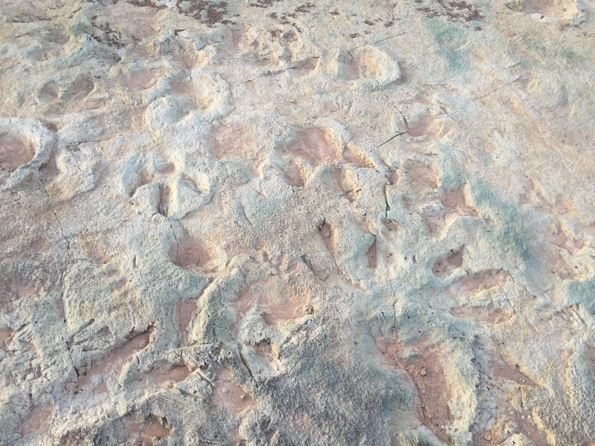 Fossilized tracks at Mill Canyon. (Photo: Bureau of Land Management)