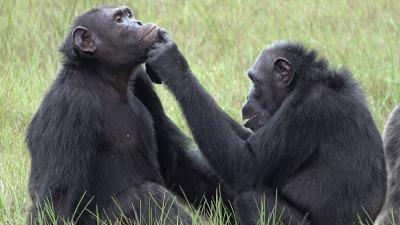 Chimps Might Use Insects as First Aid, Scientists Find