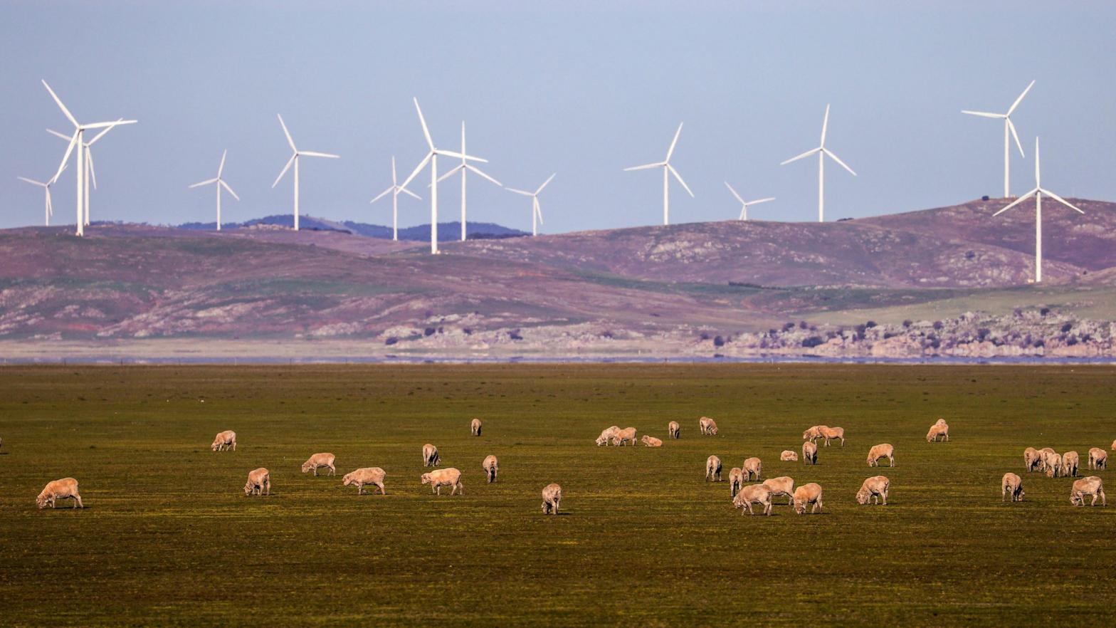 Sheep graze in front of wind turbines on Lake George on the outskirts of Canberra, Australia. (Photo: David Grey, Getty Images)