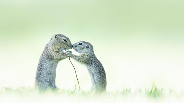 True Squirrel Love Wins 2021 Close-Up Photography Challenge