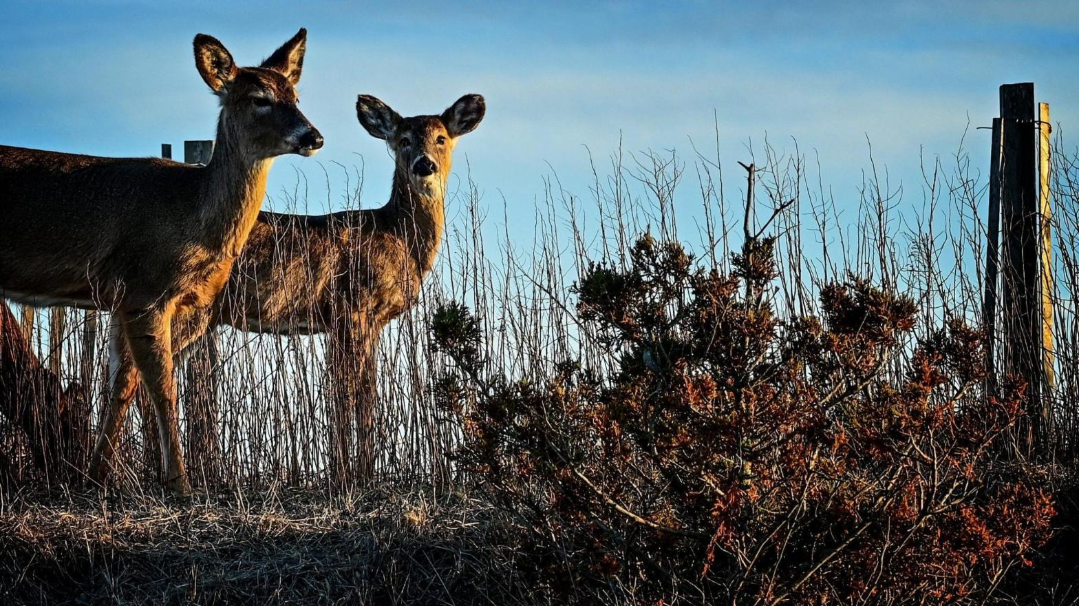 Deer graze along the dunes at Robert Moses State Park in Babylon, NY. (Photo: Thomas A. Ferrara/Newsday RM, Getty Images)