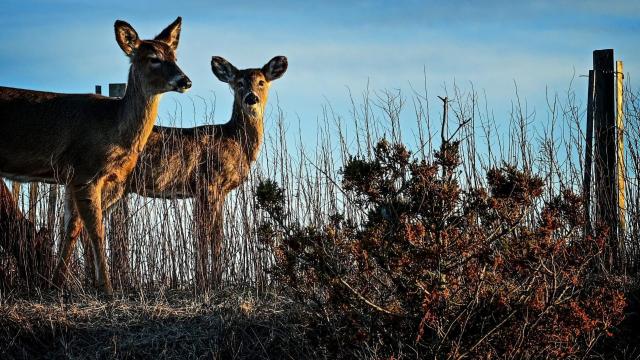 Deer in New York Test Positive for Omicron, Researchers Warn of Future ‘Spillback to Humans’