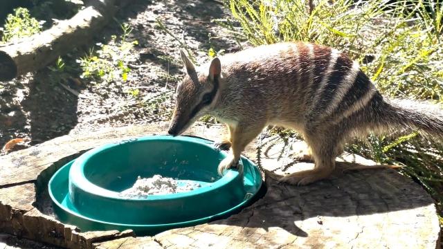 What Mapping Animal DNA Means For Endangered Species Like the Numbat