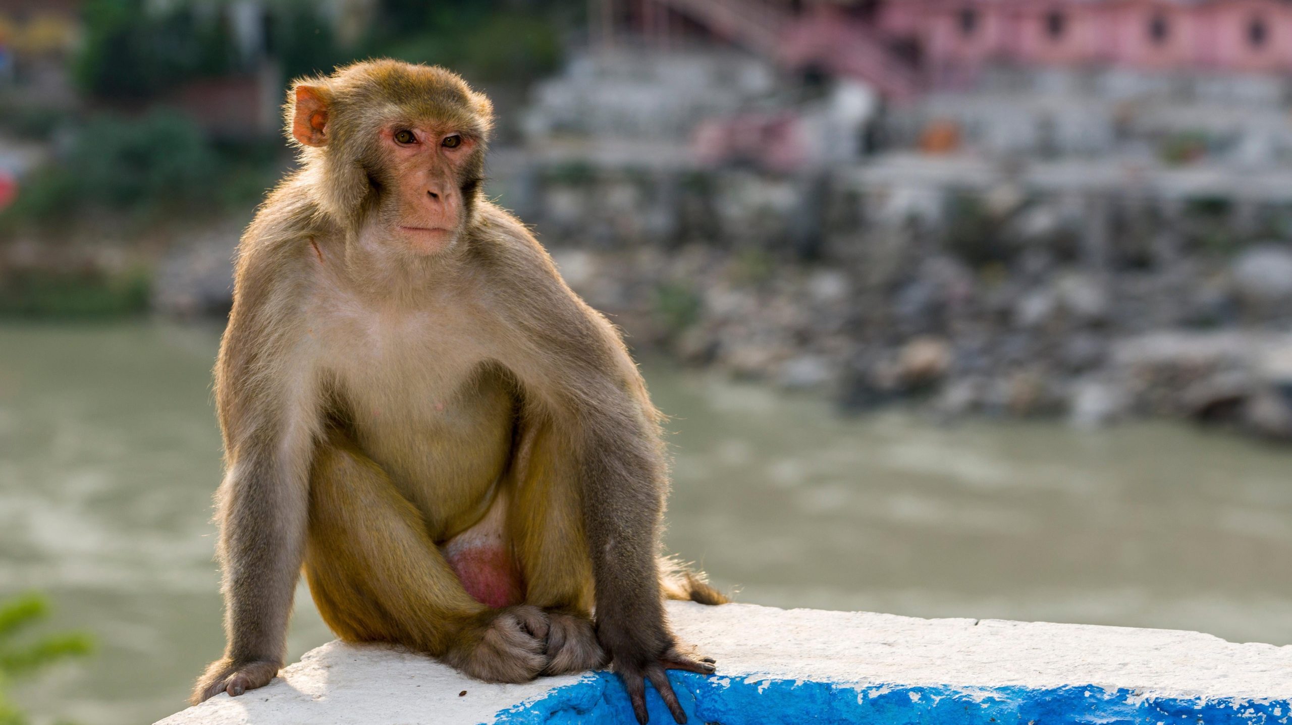  A rhesus monkey (Macaca mulatta). (Photo: Frank Bienewald/LightRocket, Getty Images)