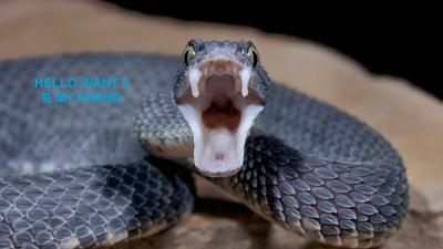 7 Reasons Australia Is the Lucky Country When It Comes To Snakes