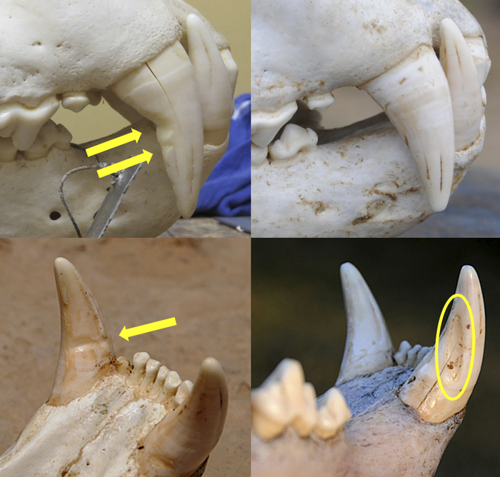 Left top and bottom images show snare damage to teeth. Right top and bottom images show natural tooth wear. (Image: Paula A. White)