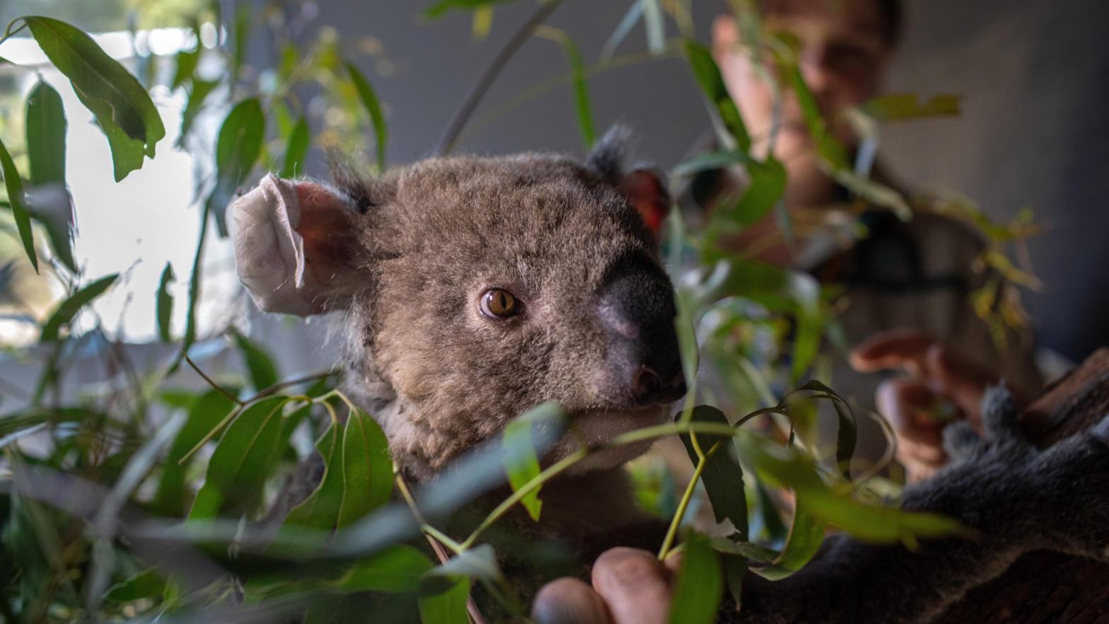 Koala Frankie, whose ears and fingers were burned in a bushfire eats eucalyptus leaves at the Australian Wildlife Health Centre on January 30, 2020 in Healesville, Australia.  (Photo: John Moore, Getty Images)