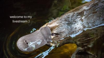 A Platypus Livestream Is Coming, Thanks to the Victorian Government